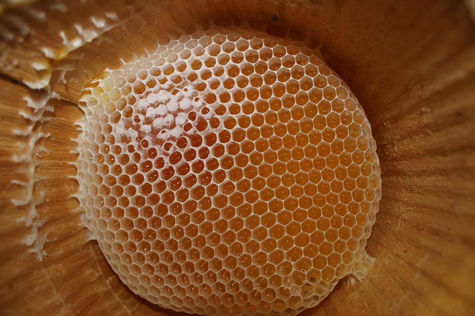 العسل اليمن